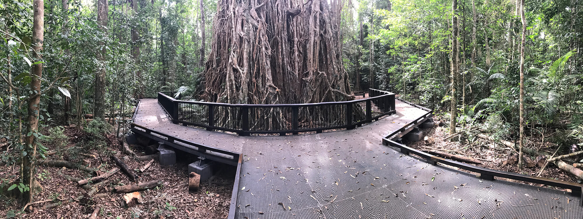Walkway replacement - Curtain Fig Tree